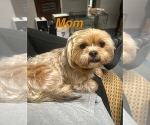 Mother of the Shorkie Tzu puppies born on 10/02/2025