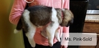 Small Photo #7 Akita Puppy For Sale in HUTCHINSON, MN, USA