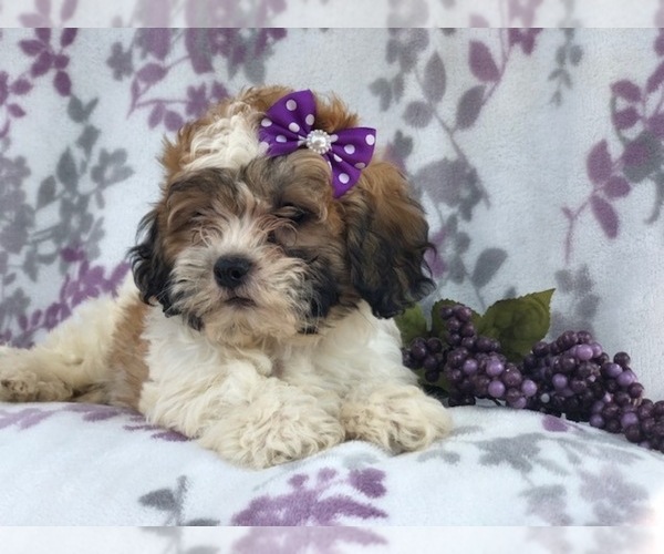 Medium Photo #16 Zuchon Puppy For Sale in LAKELAND, FL, USA