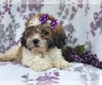 Small Photo #16 Zuchon Puppy For Sale in LAKELAND, FL, USA