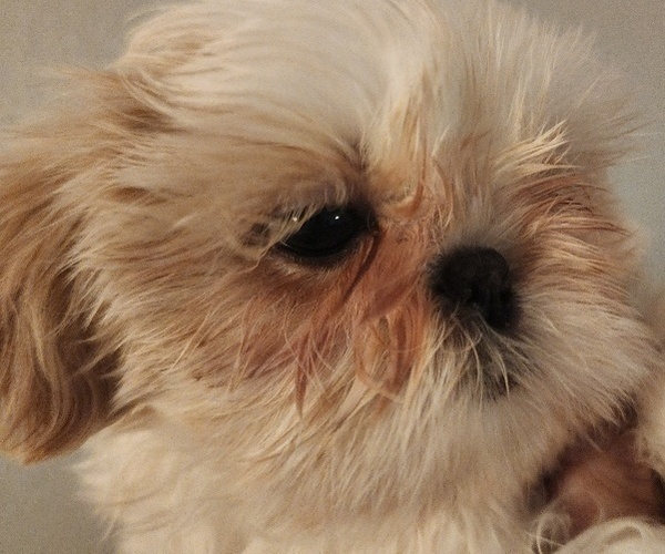 Medium Photo #2 Shih Tzu Puppy For Sale in WESLEY CHAPEL, FL, USA