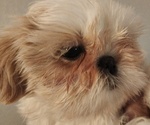 Small #1 Shih Tzu