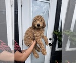 Puppy Larry Goldendoodle