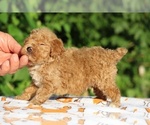 Small #12 Poodle (Toy)