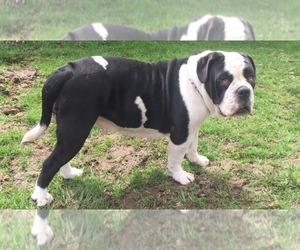 Mother of the Olde English Bulldogge puppies born on 07/09/2019