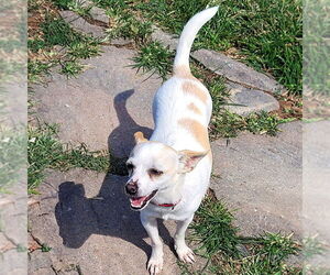 Rat Terrier Dogs for adoption in Atlanta, GA, USA