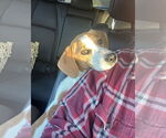 Small #1 Boxador
