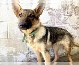 German Shepherd Dog Dogs for adoption in San Bernardino, CA, USA