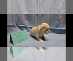 Small Photo #6 Maltipoo Puppy For Sale in BROOKFIELD, MO, USA