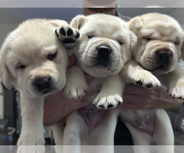 Medium Photo #1 Labrador Retriever Puppy For Sale in BLANCHESTER, OH, USA