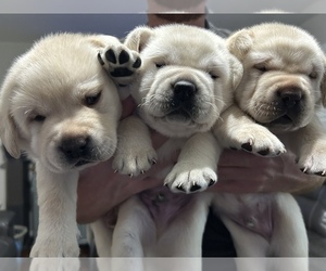 Labrador Retriever Puppy for Sale in BLANCHESTER, Ohio USA