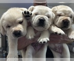 Small Labrador Retriever