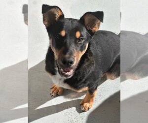 Doberman Pinscher-Miniature Pinscher Mix Dogs for adoption in Studio City, CA, USA