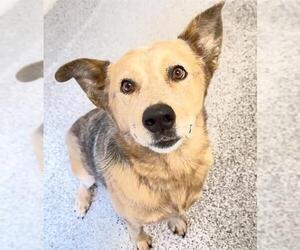 Mutt Dogs for adoption in Houston, TX, USA