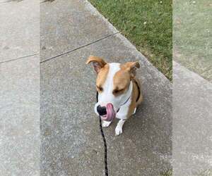 Sky - Female American Staffordshire Terrier-Unknown Mix Dog for Adoption - Photo #7