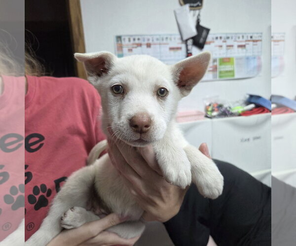 Medium Photo #6 Siberian Husky-Unknown Mix Puppy For Sale in Fargo, ND, USA