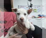 Small Photo #6 Siberian Husky-Unknown Mix Puppy For Sale in Fargo, ND, USA