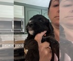 Small Photo #26 Bernedoodle Puppy For Sale in MOULTON, AL, USA