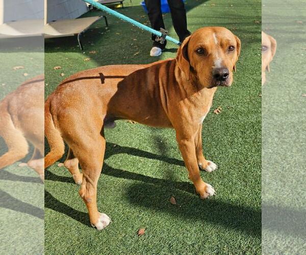 Medium Photo #2 Mutt Puppy For Sale in Rockwall, TX, USA