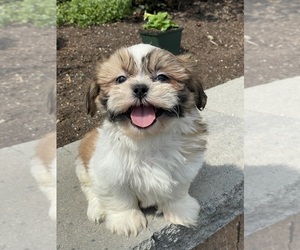 Shih Tzu Puppy for sale in CANOGA, NY, USA