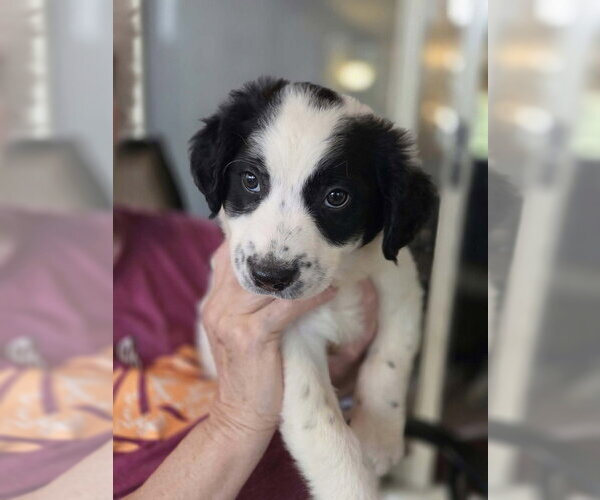 Medium Photo #1 Borador Puppy For Sale in Aurora, IN, USA