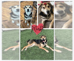 Australian Shepherd-Unknown Mix Dogs for adoption in Fort Collins, CO, USA