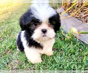 Mal-Shi Puppy for sale in WILLIAMSBURG, VA, USA