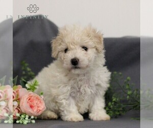 Bichon Frise Puppy for sale in ANNVILLE, PA, USA