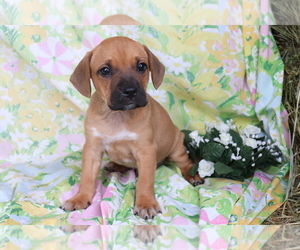 English Coonhound-French Bulldog Mix Puppy for sale in SHILOH, OH, USA