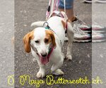 Small Photo #39 Basschshund Puppy For Sale in San Antonio, TX, USA