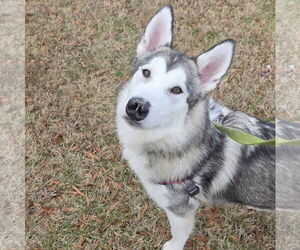 Sadie - ON HOLD - Female Gerberian Shepsky Dog for Adoption - Photo #4