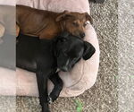 Small #3 Dachshund Mix
