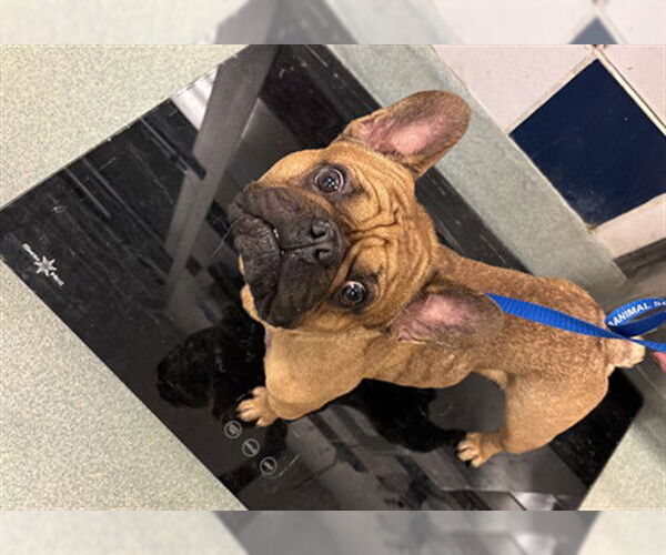 Medium Photo #1 French Bulldog-Unknown Mix Puppy For Sale in Plano, TX, USA