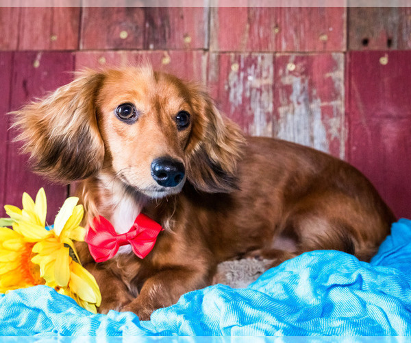Medium Photo #2 Dachshund Puppy For Sale in WAKARUSA, IN, USA