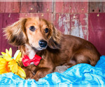 Small Photo #2 Dachshund Puppy For Sale in WAKARUSA, IN, USA