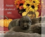 Small Photo #5 Labrador Retriever Puppy For Sale in SYLVA, NC, USA