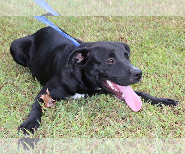 Medium Photo #4 Mutt Puppy For Sale in Prattville, AL, USA