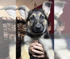 German Shepherd Dog Puppy for sale in SACRAMENTO, CA, USA