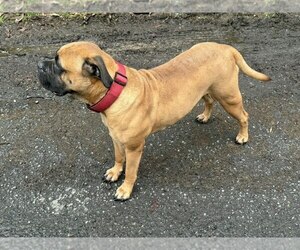 Bullmastiff Puppy for sale in DUNNELLON, FL, USA