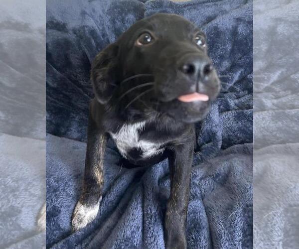 Medium Photo #3 Mutt Puppy For Sale in Rockwall, TX, USA