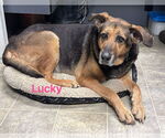 Small #13 German Shepherd Dog Mix