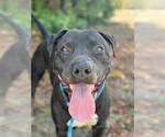 Small #2 American Pit Bull Terrier Mix