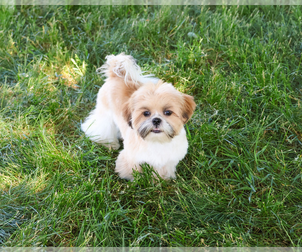 Medium Photo #7 Shih Tzu Puppy For Sale in SYRACUSE, IN, USA