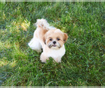 Small #6 Shih Tzu