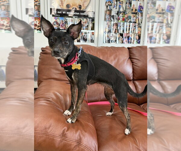 Medium Photo #3 Chihuahua-Unknown Mix Puppy For Sale in Mundelein, IL, USA