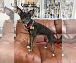 Small #2 Chihuahua Mix