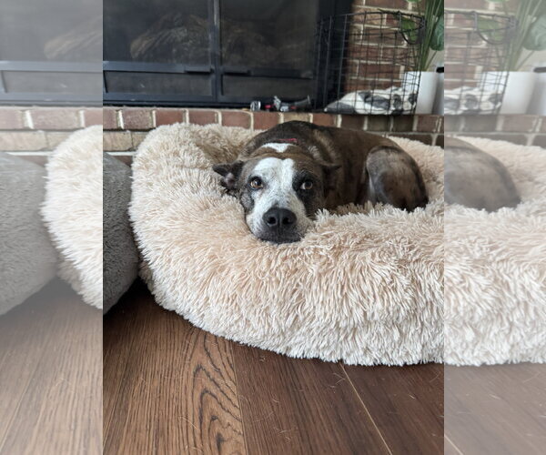 Medium Photo #4 Mutt Puppy For Sale in Doylestown, PA, USA