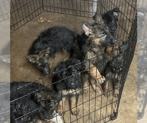 German Shepherd Dog Puppy for sale in HOUSTON, TX, USA