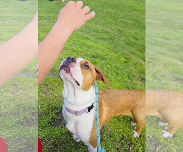 Medium Photo #5 Treeing Walker Coonhound-Unknown Mix Puppy For Sale in Princeton, MN, USA