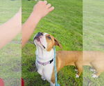 Small #4 Treeing Walker Coonhound Mix